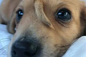 Spašeno štene sa dodatnim repom na glavi