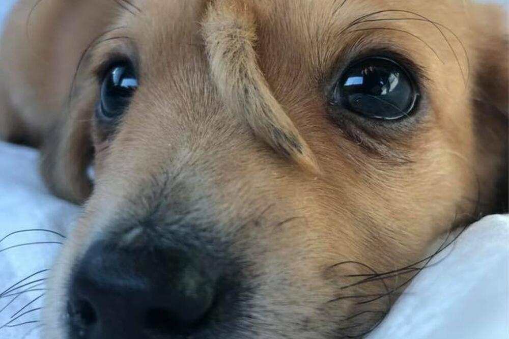 Veterinari kažu da dodatni rep &bdquo;ne mora da se uklanja iz medicinskih razloga", Foto: Mac's Mission