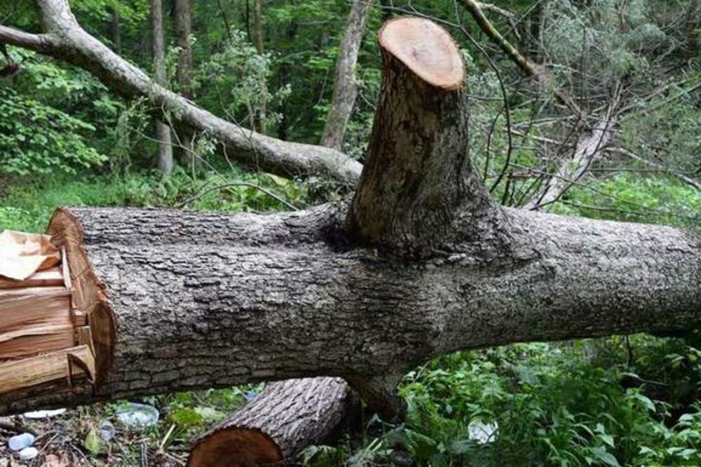 Ilustracija, Foto: Twitter