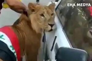 Pogledajte: Muškarac na proteste u Iraku došao sa lavom