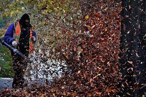 Duvači lišća smrtonosni za insekte, upozoravaju Njemci