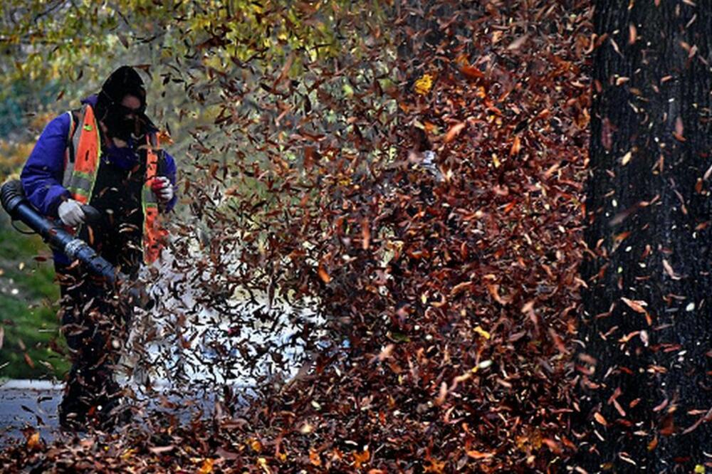 „Duvači lišća mogu biti fatalni za insekte u krošnjama", naveli su iz ministarstva., Foto: Getty Images