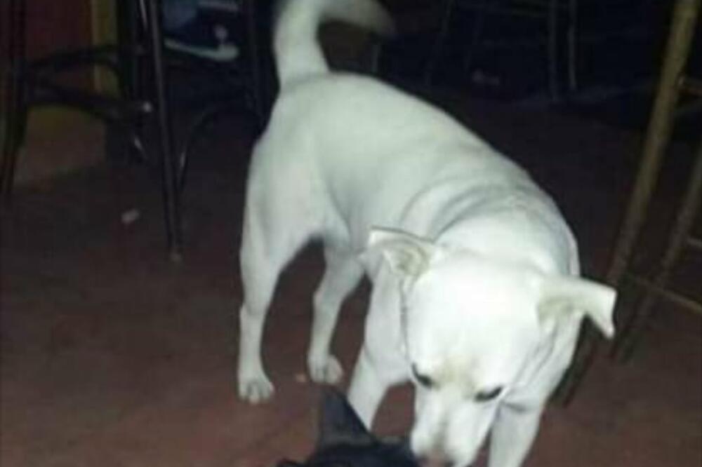 "Noći je provodila u par kafića, gdje je uvijek bila dobrodošla", Foto: Prijatelji životinja Podgorica