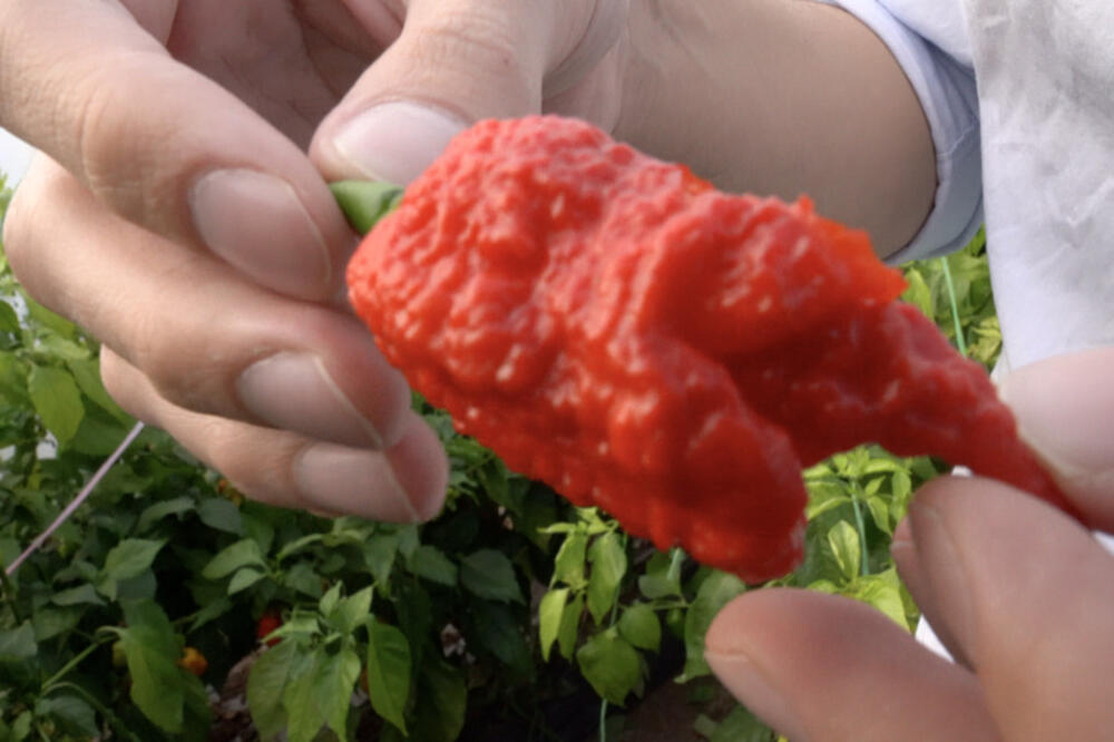 Ukrštena vrsta paprika Karoline riper i Big blek mama, Foto: BBC