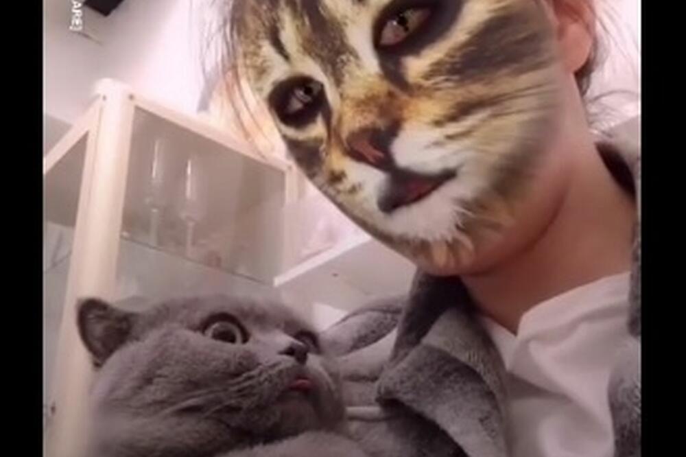 Mačke, Foto: Printscreen