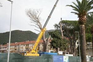 Prvo osušili, a onda i posjekli veliku piniju