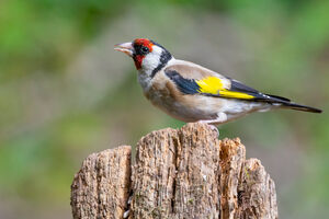 Ovo je australijska ptica 2019. godine