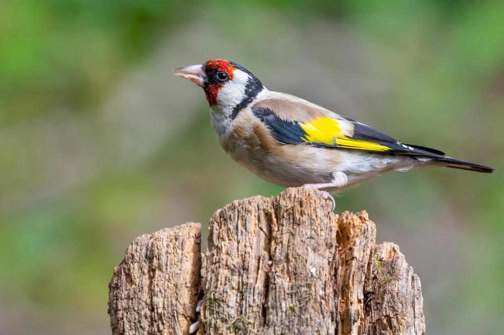 Australijska zeba, Foto: Shutterstock