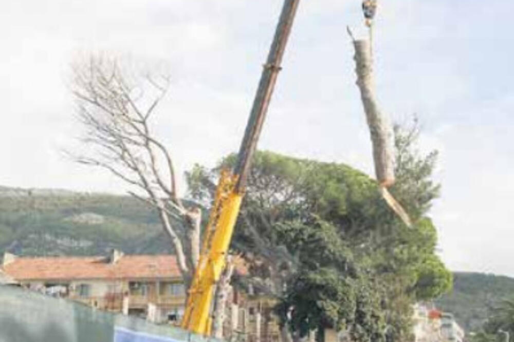 Posječena pinija u Tivtu, Foto: Siniša Luković