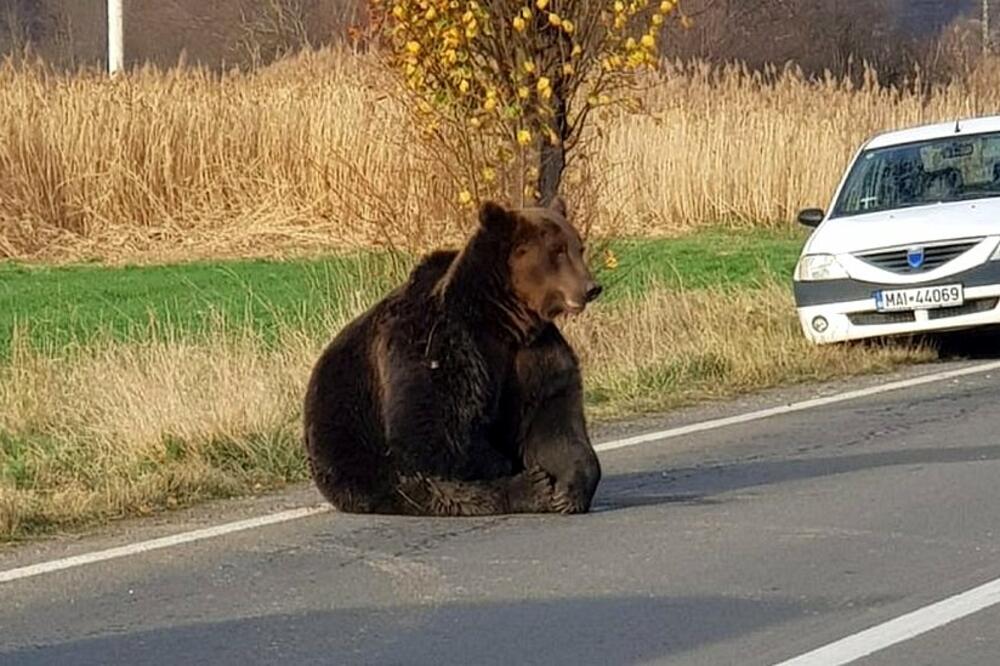 U Rumuniji je u porastu broj medveda i napada, Foto: Brasov Roads and Bridges Directorate