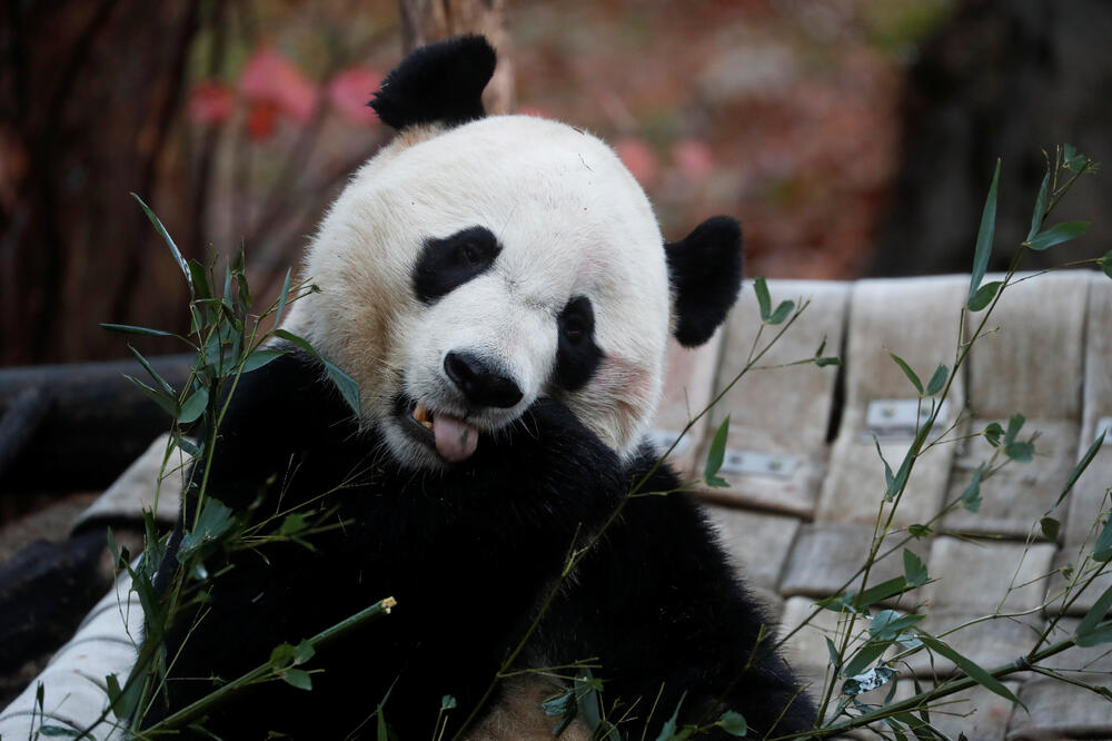 Bei Bei je bio omiljena životinja u Zoološkom vrtu u Vašingtonu, Foto: Reuters