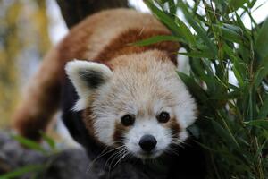 Crvena panda: Mužjak ugrožene vrste pobjegao iz zoo vrta u...