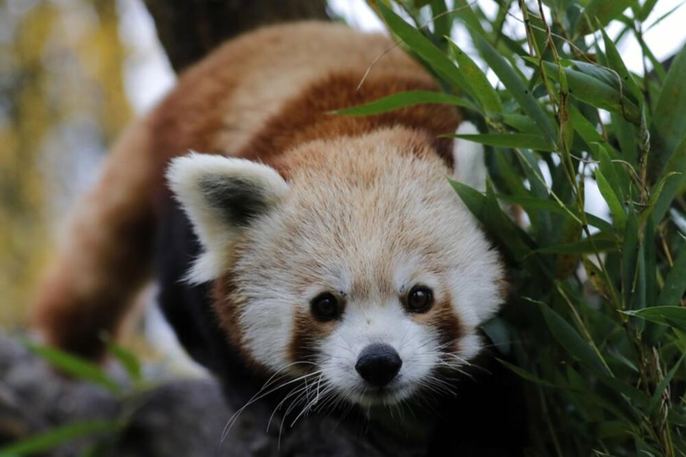 Za crvenu panda, slična ovoj iz zoo vrta u Zagrebu, opisuju kao „izvrsnog penjača", Foto: EPA