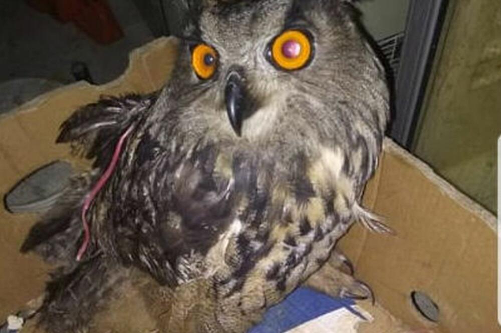 Sova koju su Barani prodavali, Foto: Printscreen