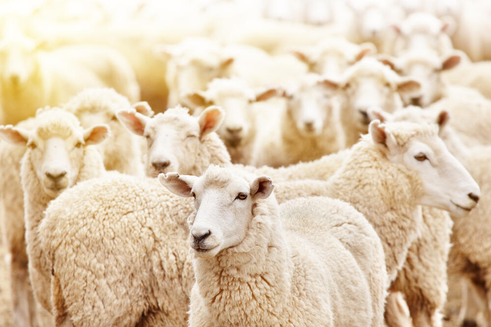 Ilustracija, Foto: Shutterstock