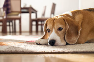 Ako vaš pas ili kućni ljubimac pati od želudačanih problema,...