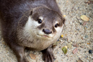Spasili malu vidru koja se šetala prometnom ulicom