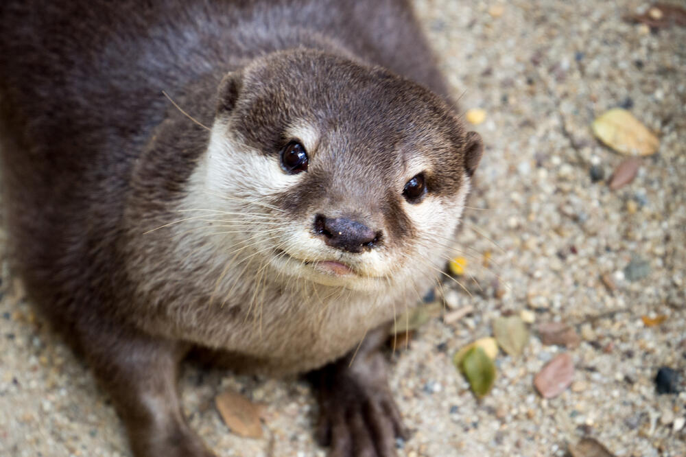 Ilustracija, Foto: Shutterstock