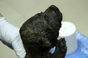 Naučnici zbunjeni - u Sibiru pronađen "pas" star 18.000 godina