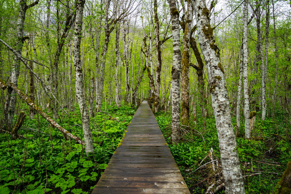 Biogradska gora, Foto: Shutterstock