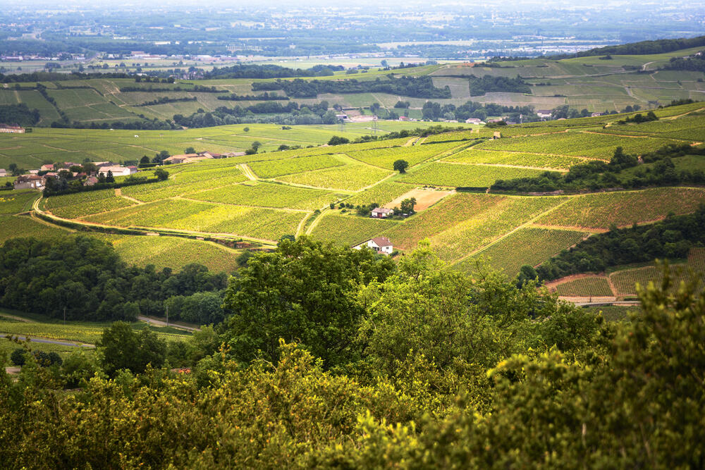 Francuska je proglasila još jednu oblast nacionalnim parkom.Novi nacionalni park obuhvata 250.000 hektara šuma Šampanje i Burgonje. To je 11. nacionalni park Francuske i nalazi se na tri sata udaljenosti od Pariza.