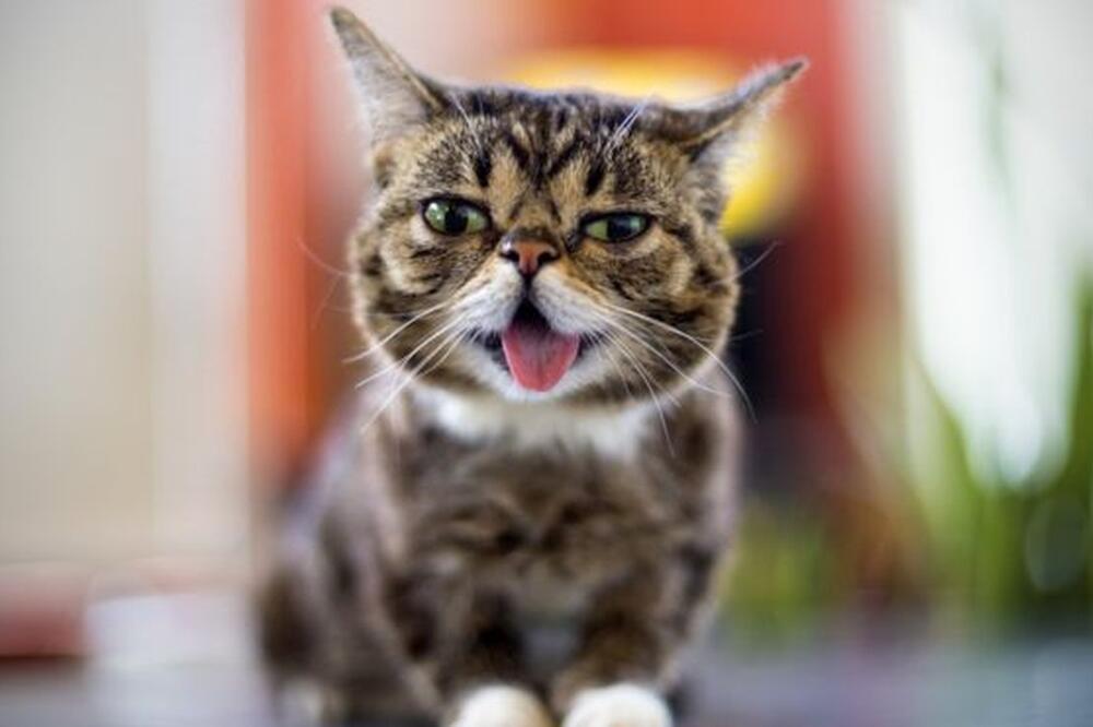 Mačka je imala više od 5.5 miliona fanova na Fejsbuku i Instagramu, Foto: LILBUB.COM