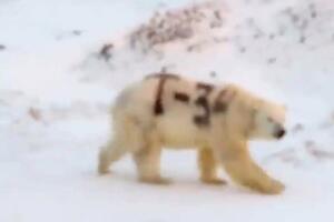 Polarni medvjed i Rusija: Životinja ispisana sprejom
