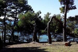 Prodali Borovu šumu, zaposleni dobijaju plate