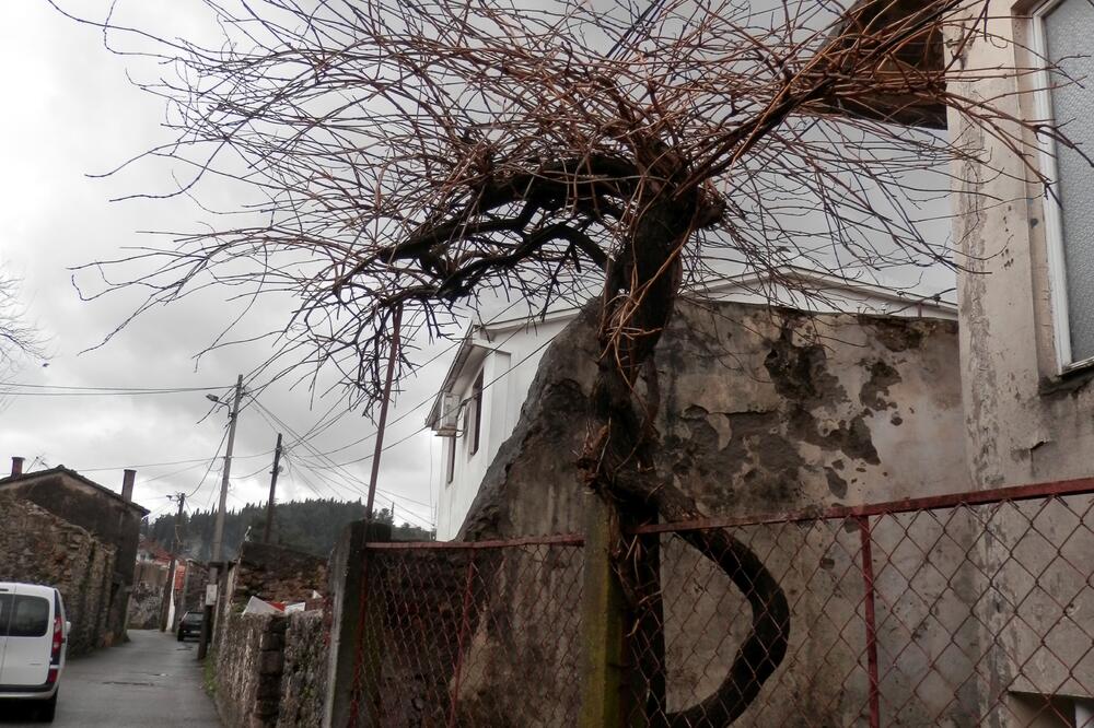 "Borba", Foto: Lidija Vukčević