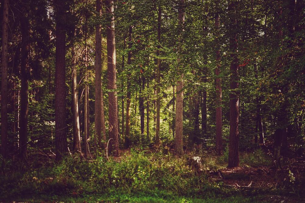 Ilustracija, Foto: Shutterstock