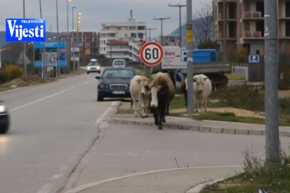 Stouka na putu, Foto: Printscreen YouTube