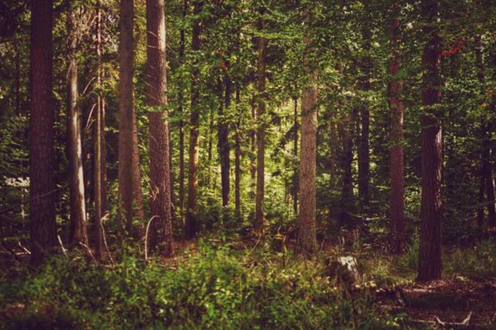 Ilustracija, Foto: Shutterstock