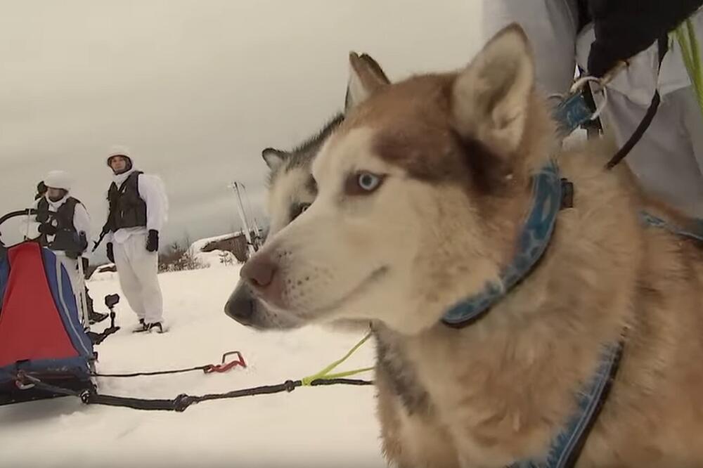Psi su stari od jedne do sedam godina, Foto: YouTube