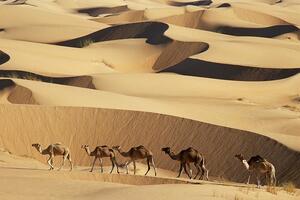 Evropska unija poklonila Mauritaniji 250 kamila "za jačanje...