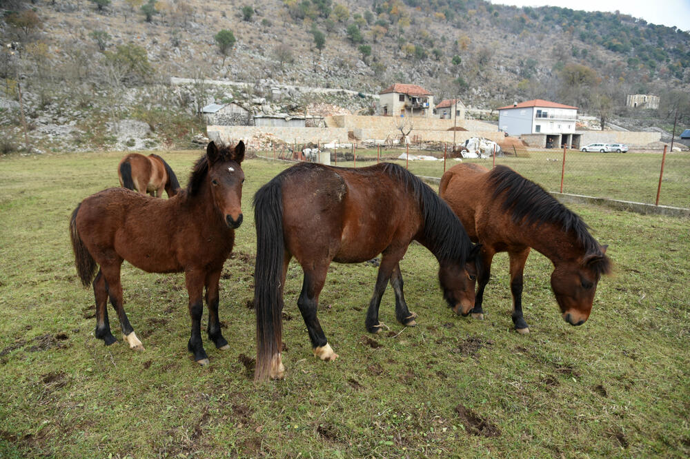 Konji koji lutaju, Foto: Boris Pejović
