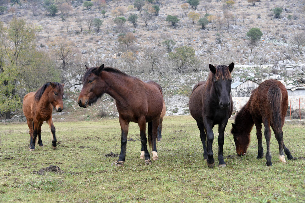 Konji na imanju Radulovića u Lužnici, Foto: Boris Pejović
