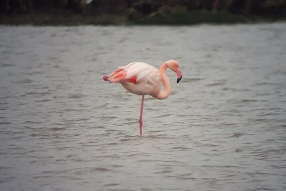 Flamingos sa Ulcinjske solane, Foto: Facebook.com/czip.cg