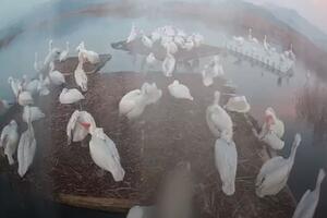 VIDEO Pelikani počeli da se pripremaju za gniježđenje na...