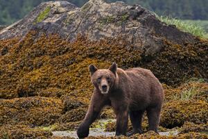 Klimatske promjene i životinje: Grizliji bježe iz Kanade na Arktik