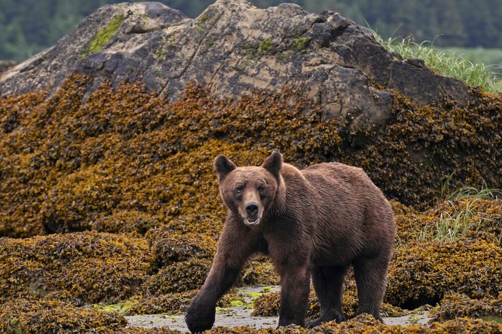 Grizli u Kanadi nije više toliko bezbrižan, Foto: Getty Images