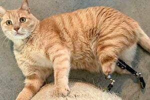 Mačak superzvijezda: Vito je čudom preživio saobraćajnu nesreću i...