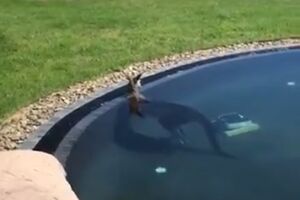VIDEO Kengur pobjegao od vrućine u bazen