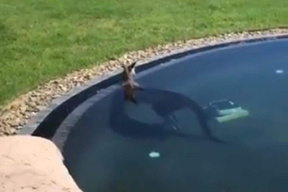 Kengur u bazenu, Foto: Twitter.com/9NewsMelb