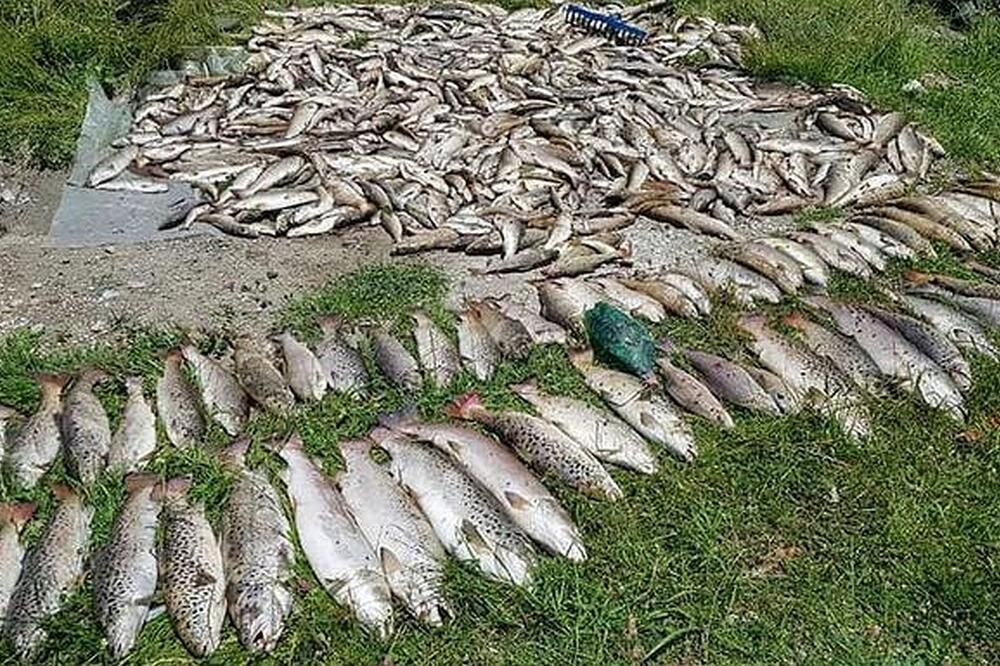 Uginule ribe izvađene ljetos iz Ćehotine, Foto: Privatna arhiva