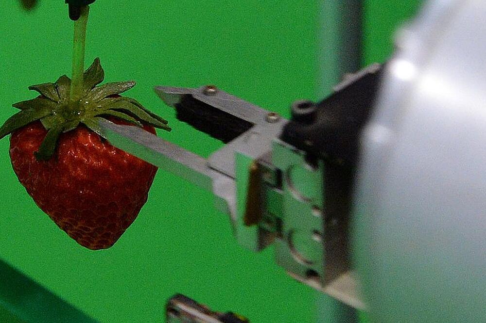 Robot koji bere jagode, Foto: Getty Images
