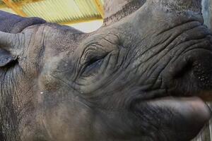 Crni nosorog: Najstarija ženka na svijetu umrla u 57. godini u...