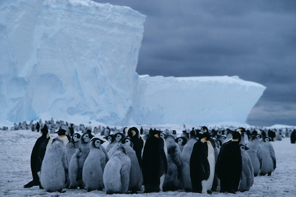 Carskim pingvinima je potrebna stabilna površina morskog leda, Foto: SPL
