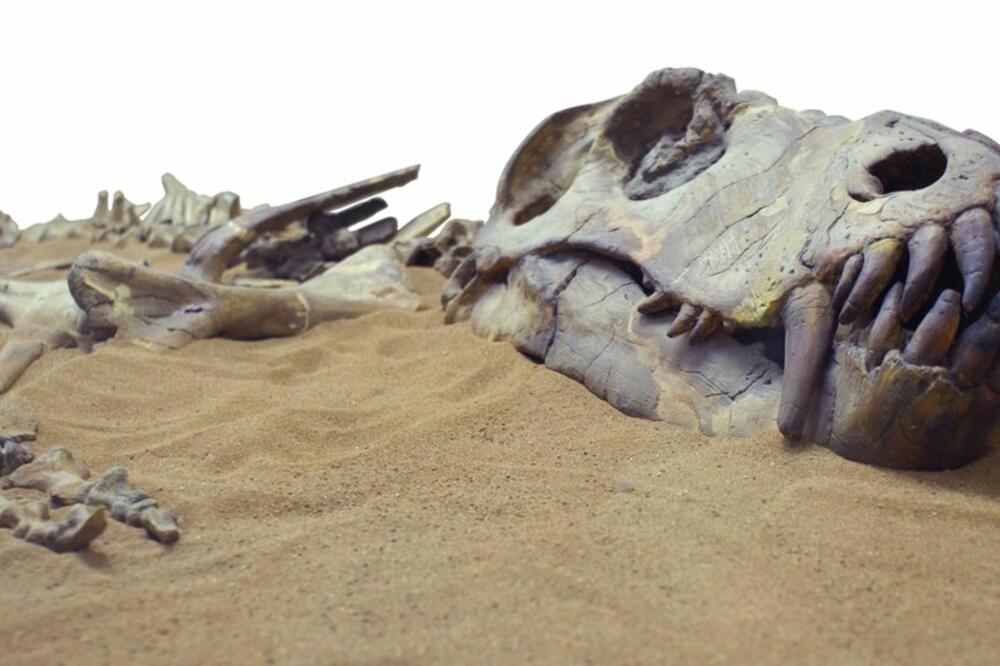 Dinosaurusi su izumrli prije oko 66 miliona godina, Foto: Getty Images