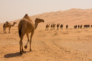 Peticija za zaustavljanje ubijanja kamila u Australiji