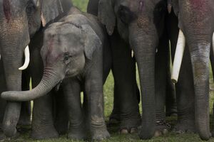 Na Šri Lanci uginuo rekordan broj slonova